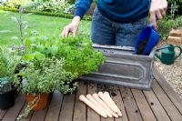Planting a container of mixed herbs - Adding compost