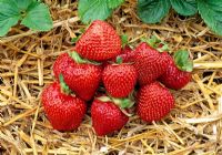 Frageria x Ananassa 'Everest' - Harvested strawberries