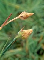 Dry bud on Dianthus - Dry papery buds form due to lack of water during formation