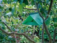 Pheromone trap used on a plum tree to trap moths