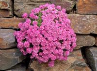 Armeria juniperifolia 'Bevan's Variety' AGM