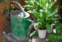 Spathiphyllum wallisii - Peace Lilies in pots with an old galvanised watering can