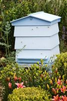 Blue painted beehive, surrounded by planting of Lilium and Buxus sempervirens - The TENA Active Living Garden - BBC Gardeners' World Live 2009