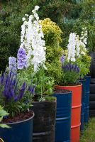 Recycled oil containers planted with Delphinium 'Guardian Lavender' and 'Guardian White', Euonymus 'Elegant Aureus' and Saliva nemorosa - The Baby Bio Garden - BBC Gardeners' World Live 2009