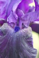 Iris 'Licorice Stick' - RHS Wisley