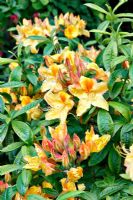 Rhododendron 'Sun Chariot'