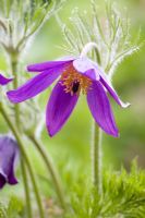 Pulsatilla vulgaris - Pasque flower