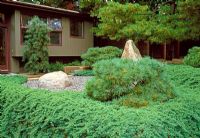 Japanese influenced design for this suburban Boston garden, pines planted in stone and gravel garden.