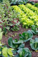 Potager in early May showning Crimson flowered broan bean, Pea 'Feltham First', Lettuce 'Unrivalled' and Cabbage 'Hispi'