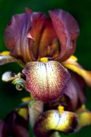 Iris 'Kent Pride' - Tall Bearded Iris 