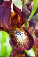 Iris 'Kent Pride' - Tall Bearded Iris