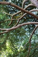 Picea breweriana - Brewer spruce, tree branches