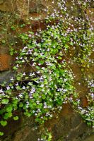 Cymbalaria muralis - Ivy leaved Toadflax growing on a North facing wall
