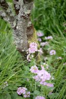 Cardamine pratensis - Ladies Smock, Cuckoo Flower, next to trunk of Cercis siliquastrum albida 