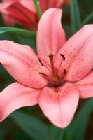 Lilium 'Dani Afrin' Longiflorum x Asiatic - Lily Hybrid