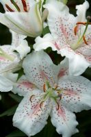 Lilium 'Muscadet' - Oriental Lily Hybrid