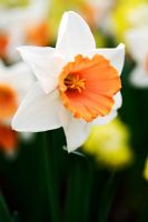 Narcissus 'Chromacolor'