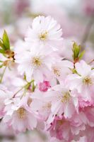 Prunus 'Accolade' - Cherry blossom