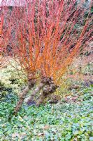 Salix alba 'Chermesina' - Willow
