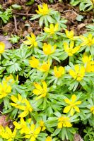 Eranthis hyemalis 