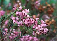 Erica erigena 'Irish Dusk'