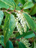 Leucothoe fontanesiana 'Rainbow'