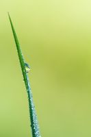 Blade of grass with dew drops