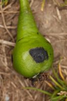 Contarinia pyrivora - Pear midge, fallen fruitlet showing larval exit hole