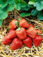 Frageria x ananassa 'Bolero' - Strawberries
