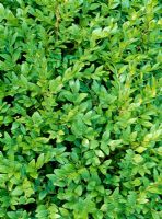 Buxus sempiverens 'Suffruticosa' AGM