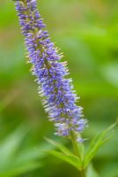 Veronicastrum virginicum 'Apollo'