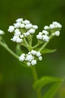 Parthenium virginicum syn Parthenium integrifolium