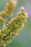 Veratrum album var flavum