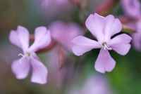 Saponaria x lempergii 'Max Frei'