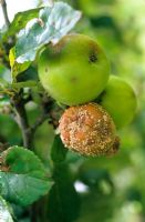 Apples rotting on the tree