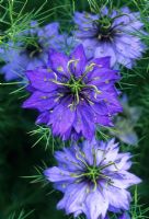 Nigella damascena