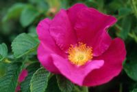 Rosa rugosa