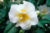 Camellia japonica 'Silver Anniversary'