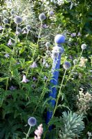 Echinops ritro planted with blue Clematis 
