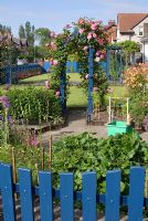 Front garden with Rosa 'Zephirine Drouhin', Aquilegia, Allium, Sidalcea and Phlox and garden tool tidy box