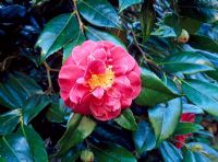 Camellia japonica 'Guilio Nuccio'