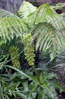 Eucomis bicolor