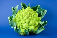 Romanesco cauliflower against blue background