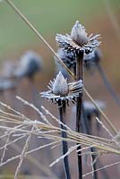 Frosty seedheads of Echinacea and Molinia