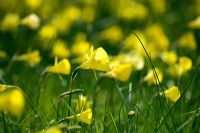 Narcissus bulbocodium - Hoop-Petticoat Daffodil