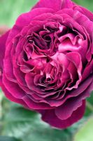 Rosa 'Falstaff' syn Rosa 'Ausverse'