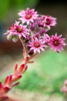 Sempervivum arachnoideum 'Stansfieldii'