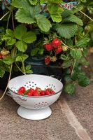 Fragaria x ananassa 'Honeoye' - Harvesting strawberries from a patio based strawberry growing bag