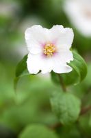 Philadelphus 'Sybille' - NCCPG Collection