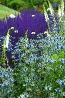 Eryngium x zabelii 'Jos Eijking', sea holly, planted in a border at RHS Harlow Carr